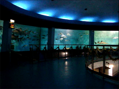 冬の水族館