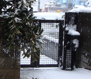 先週の雪